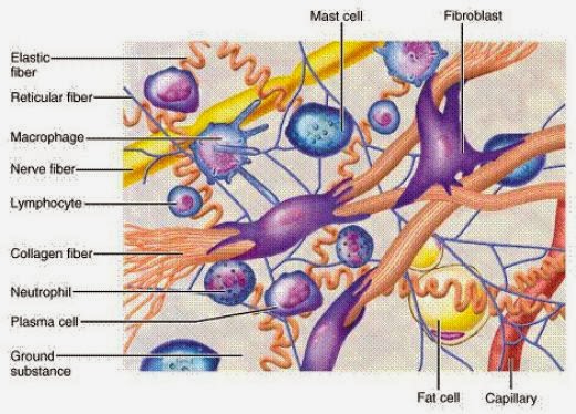 Collagen là gì ? Tác dụng của Collagen 