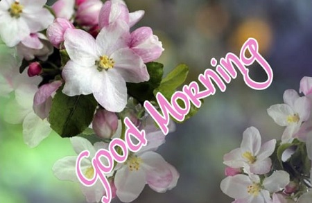 Good Morning Photos Good Morning Photos