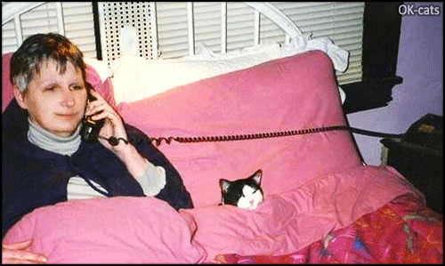 Art Cat GIF with caption • Fearful cat hiding under sheets as his human talks about the VET Art Cat GIF with caption • Fearful cat hiding under sheets as his human talks about the VET