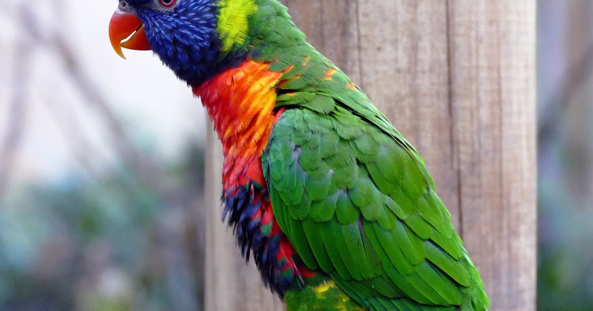 Daz Projektteam Walter Gropius Schule Berufsbildende Schulen