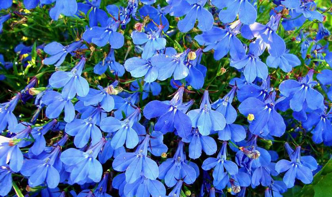 садовые цветы синий. дельфиниум марфинские гибриды. дельфиниум живокость шпорник. дельфиниум новозеландский гигант лазурь. шпорник дельфиниум.