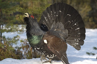 Western Capercaillie - Birds World