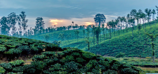 Landscape of tea plantation sunset