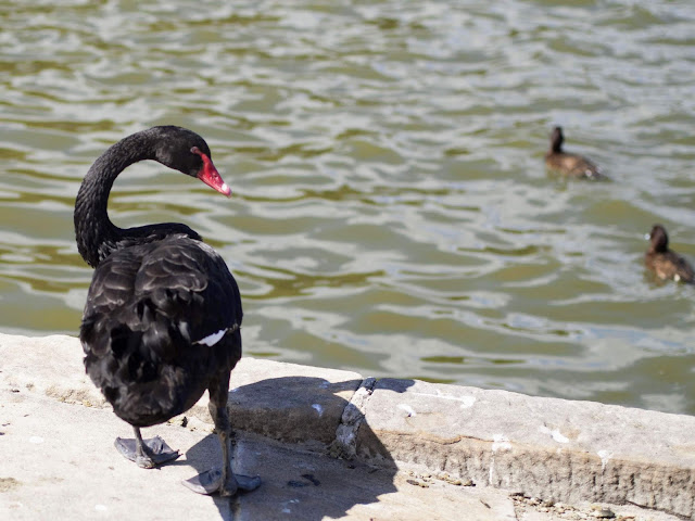 Close-up of a black swan in the Centennial Parklands in Sydney