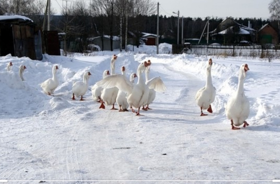 гусятник на 20 гусей зимний. домашние утки зимой. гуси зимой на улице какую температуру выдерживают. гусятник зимний. зимняя стайка для гусей.