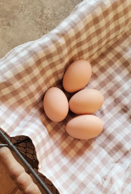 light brown chicken eggs on gingham cloth