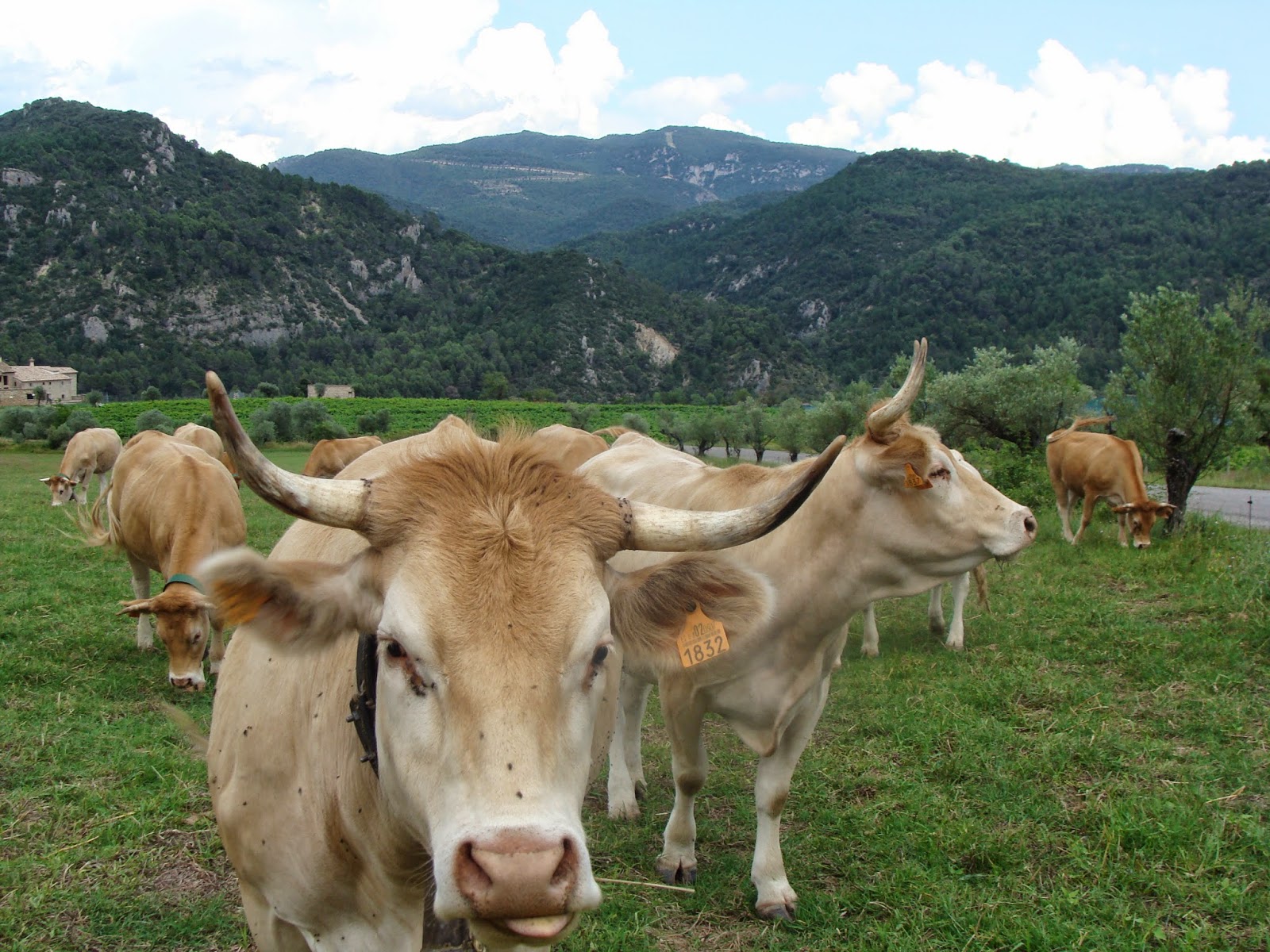 Mi infancia en Clamosa LIGÜERRE DE CINCA