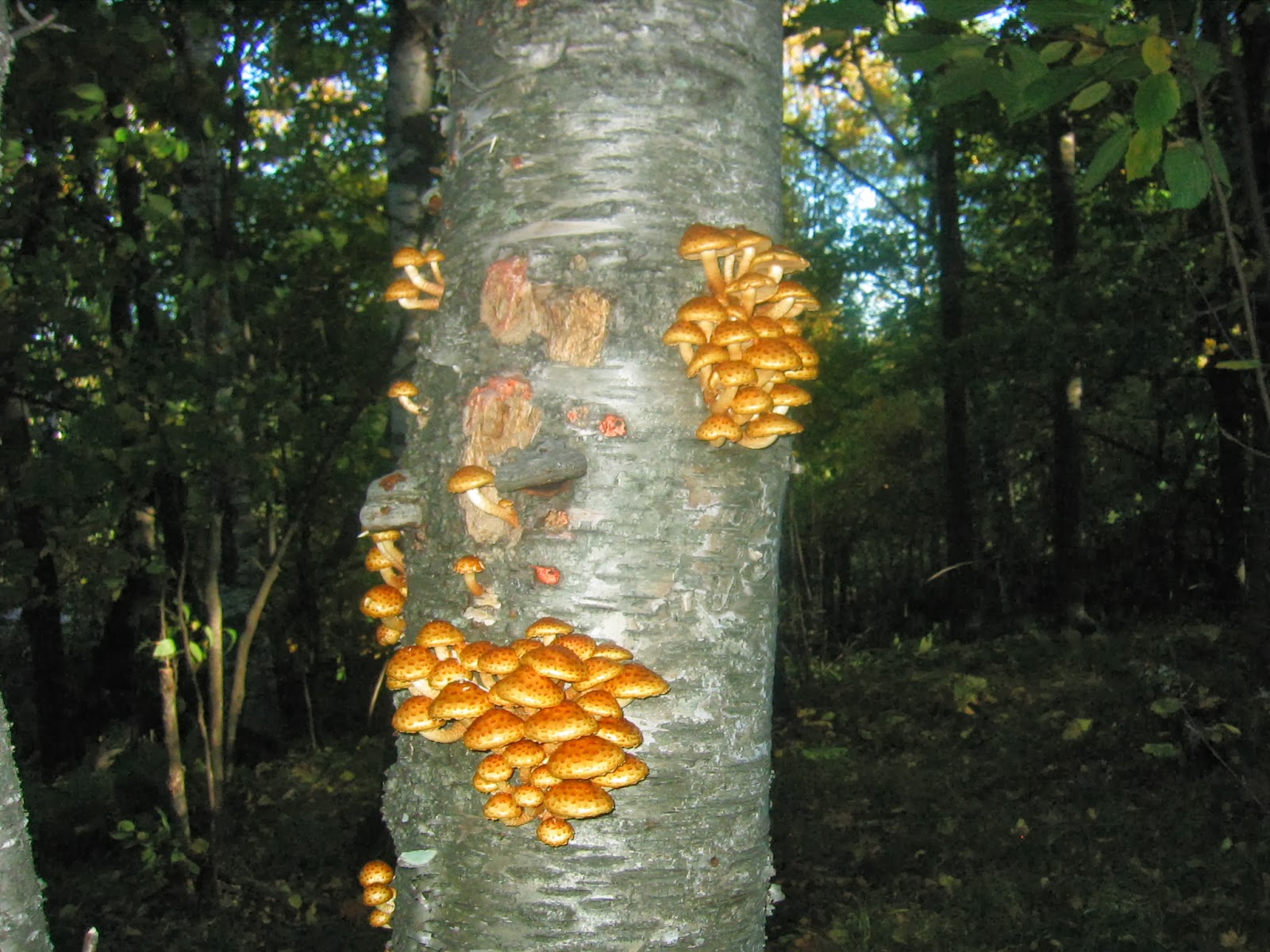 Duluth Minnesota Mushroom Hunting