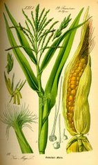 el maíz americano