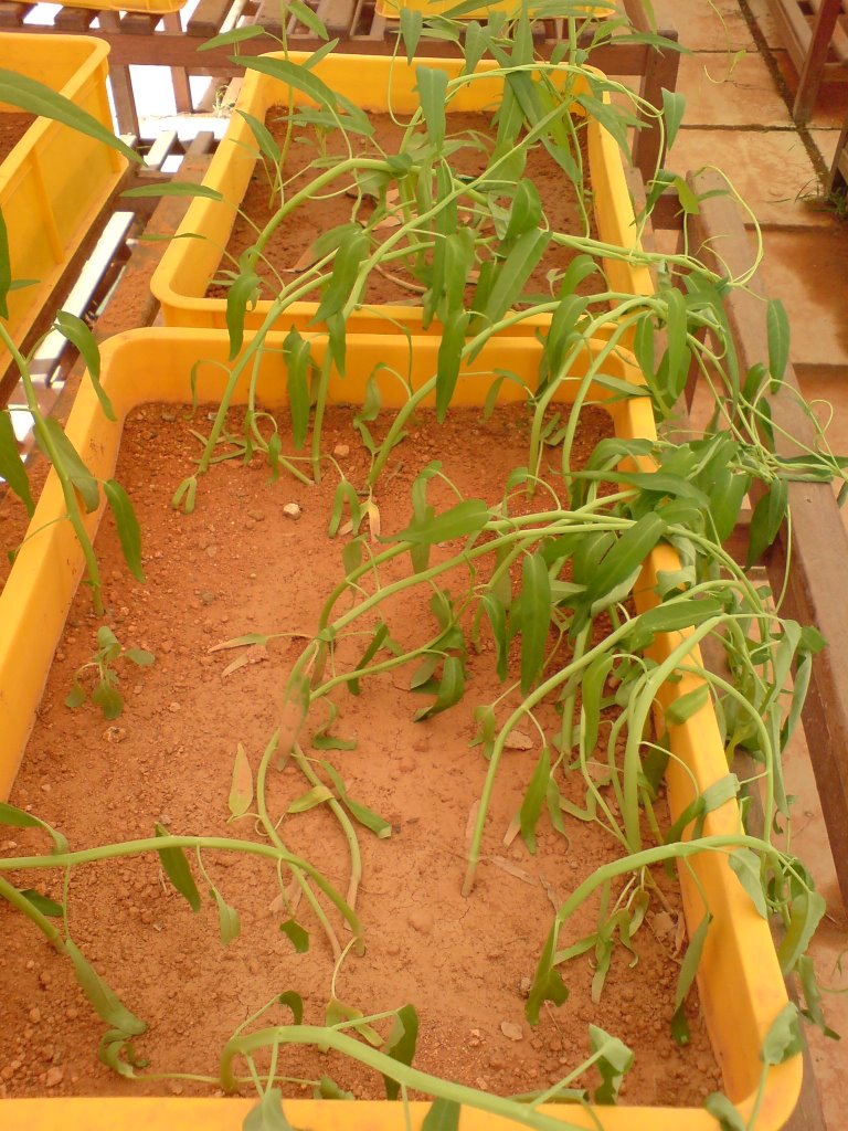 Perigreen 5 Signs To Identify A Dying Plant