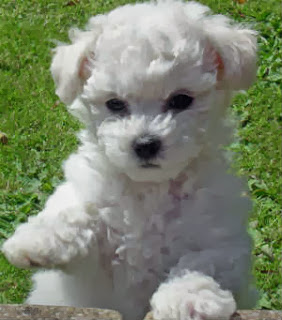 cachorros-pequenos-bichon-frise