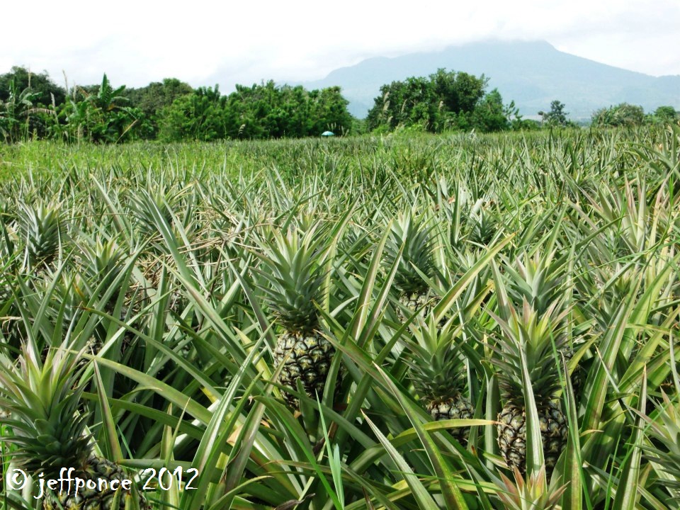 Bisayang Manlalakbay around the Philippines Dole Philippines