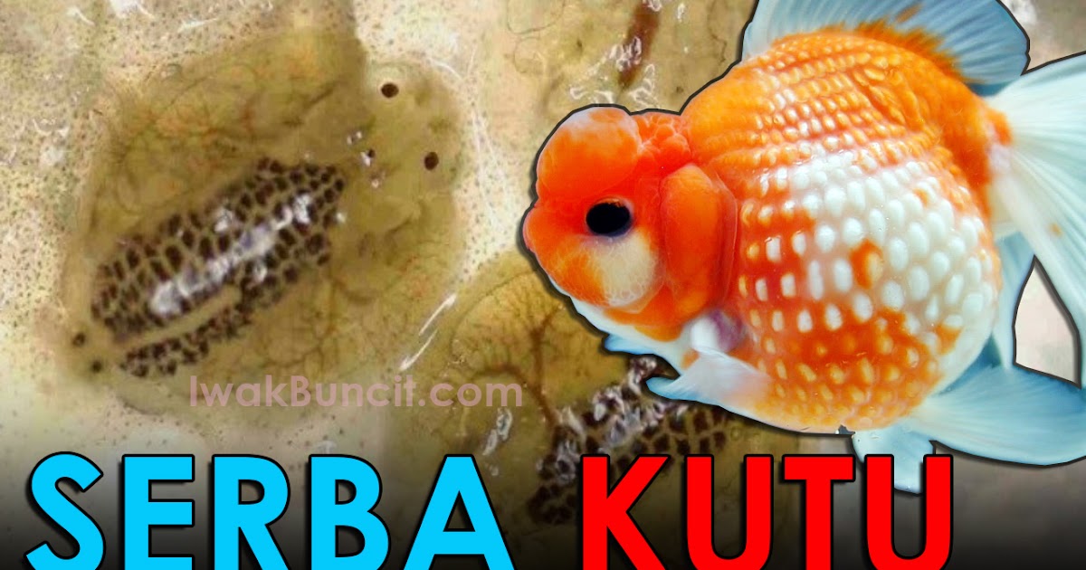 Kutu Jarum Kutu Bulat Kutu Jangkar Bahas Lengkap Soal Kutu Ikan Besera Cara Mengobatinya