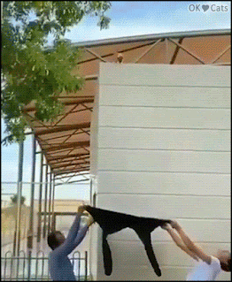 Scary Kitten GIF • Great rescue by 2 dudes, great bravery by the jumping kitty [cat-gifs.com]