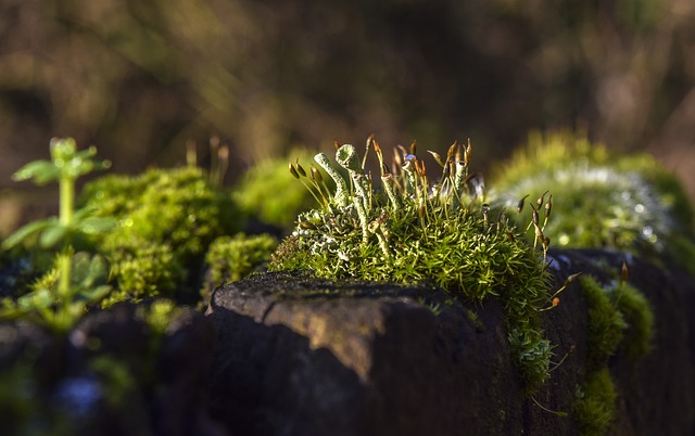 Bisakah lumut tembok (darat) ditanam untuk aquascape