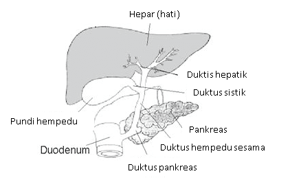 Anatomi hempedu