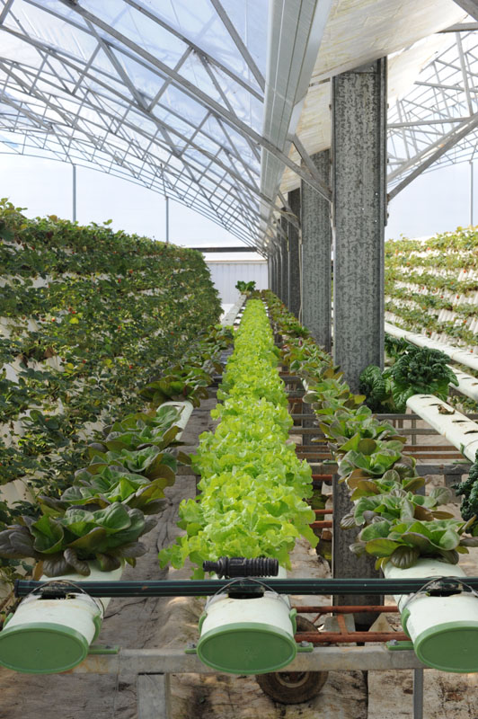 Wagon Wheel Ricardoes Tomatoes and Strawberry Farm, Port Macquarie