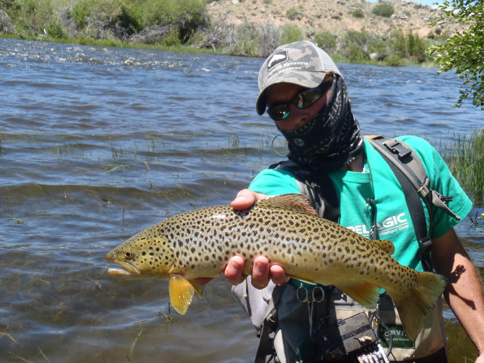 Wind River Fly Fishing Report, Dubois, Wyoming Dubois Fishing Report