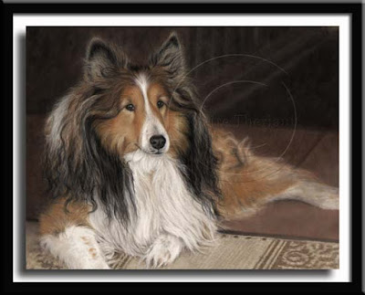 Shetland Sheepdog Portrait in Pastel