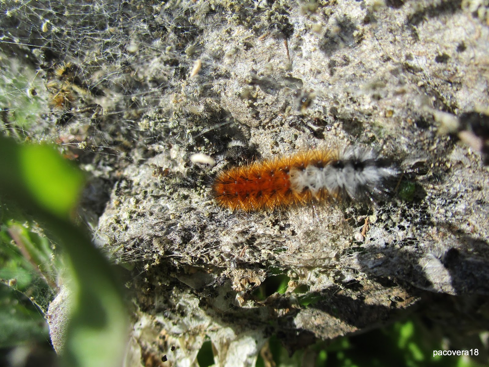 CH´USAY Ocnogyna baetica