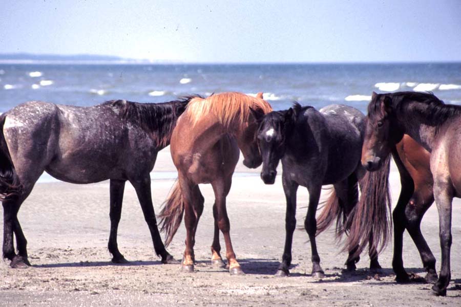 Wild horse islands the hunt. Дикие лошади Камберленд. Табун с острова Сейбл. Исланда Жемчужина остров диких лошадей. Wild Horse Islands лошади.