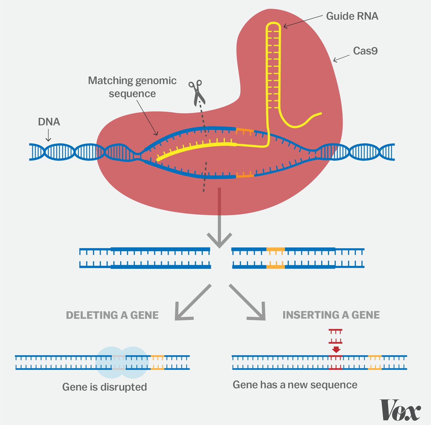 WHAT IS CRISPR SIMPLE EXPLANATION visual data 2