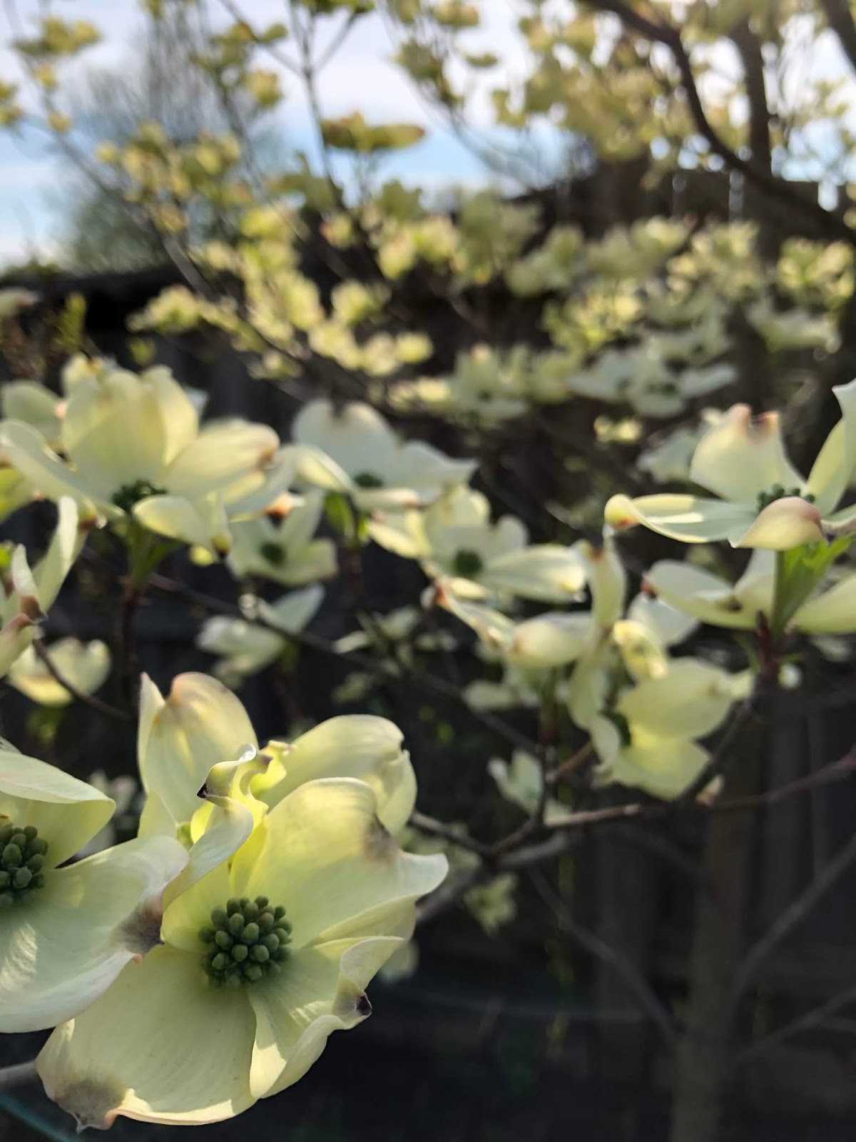 Happy Dogwood Winter