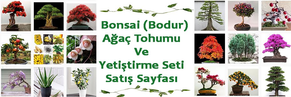 Bonsai (Bodur) Bitki Tohumu ve Yetiştirme Seti