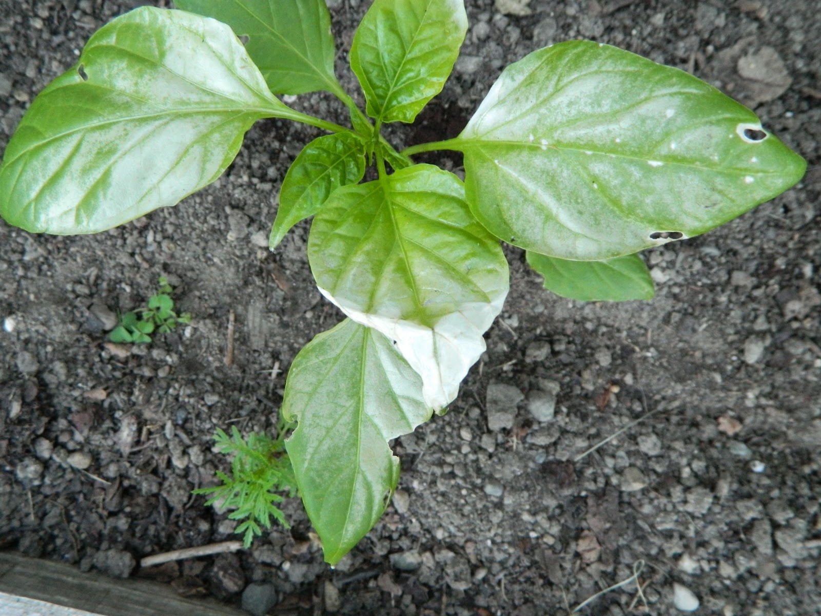 Garden Plant Leaves Turning White PDF