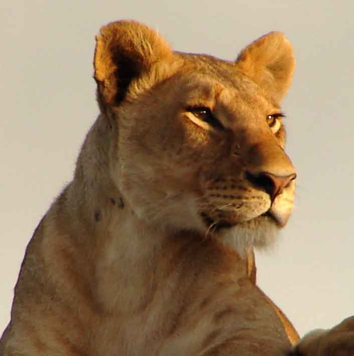 EstherSonFerrer: Leona