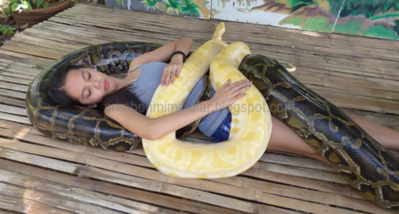 99 Arti Dan Makna Mimpi Melihat Ular Raksasa Menurut Primbon