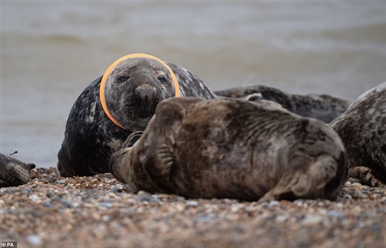 كلاب البحر في خطر كلاب البحر في خطر