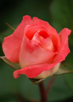 rose flower images