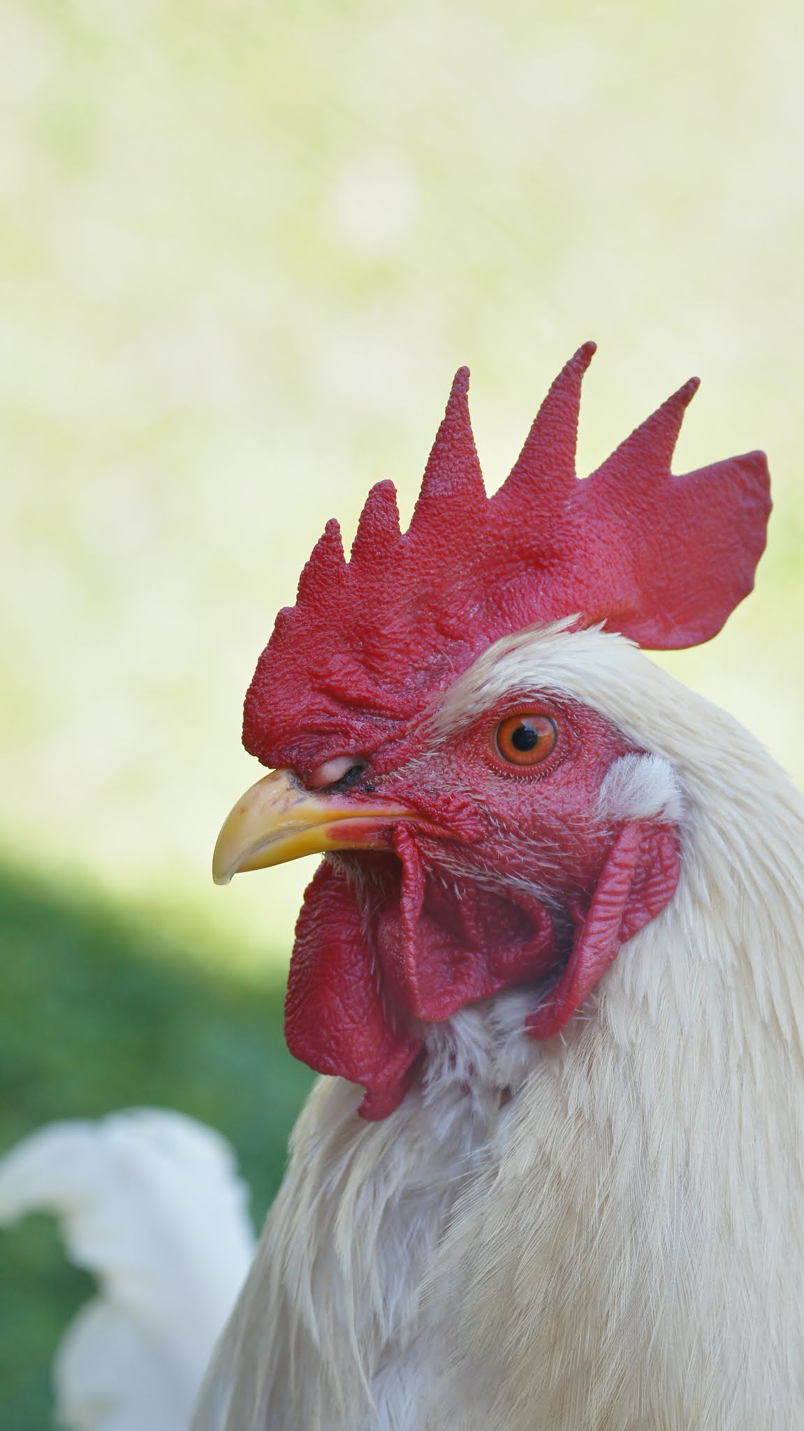 Indikator Keberhasilan Usaha Peternakan Ayam Broiler