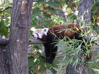 Viyana'nın Schönbrunn hayvanat bahçesinde uyuyan bir küçük panda