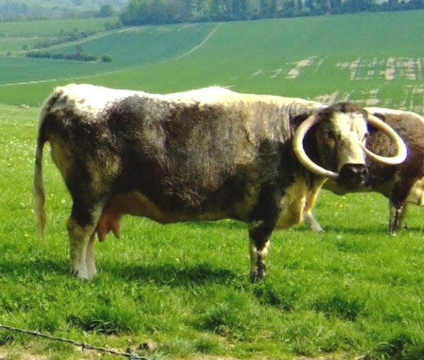 English Longhorn Cattle Breed Information Modern Farming Methods