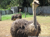 Ostrich Farm, Camiguin - The only ostrich facility in the Philippines