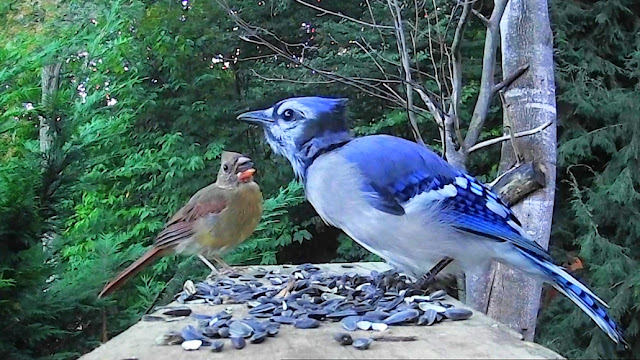 Blue Jay Uses Special Call to Intimidate Young Cardinal