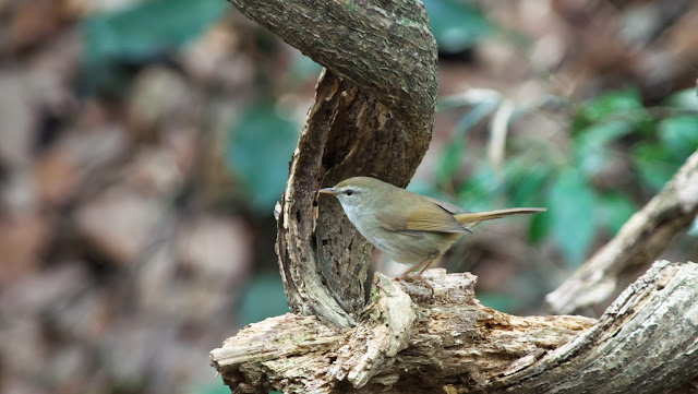 夏は充実:暑い季節は野鳥にしっかり餌やり