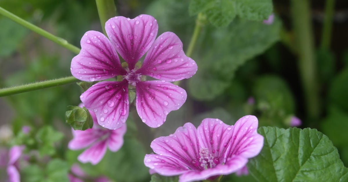 波特兰先生的博客 简说蜀葵栽培hollyhock Cultivation