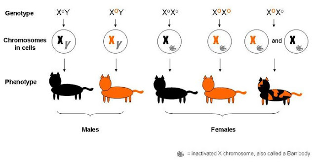 teori pembentukan Warna tortie pada kucing