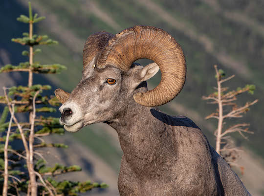 Ram bighorn sheep at Logan Pass