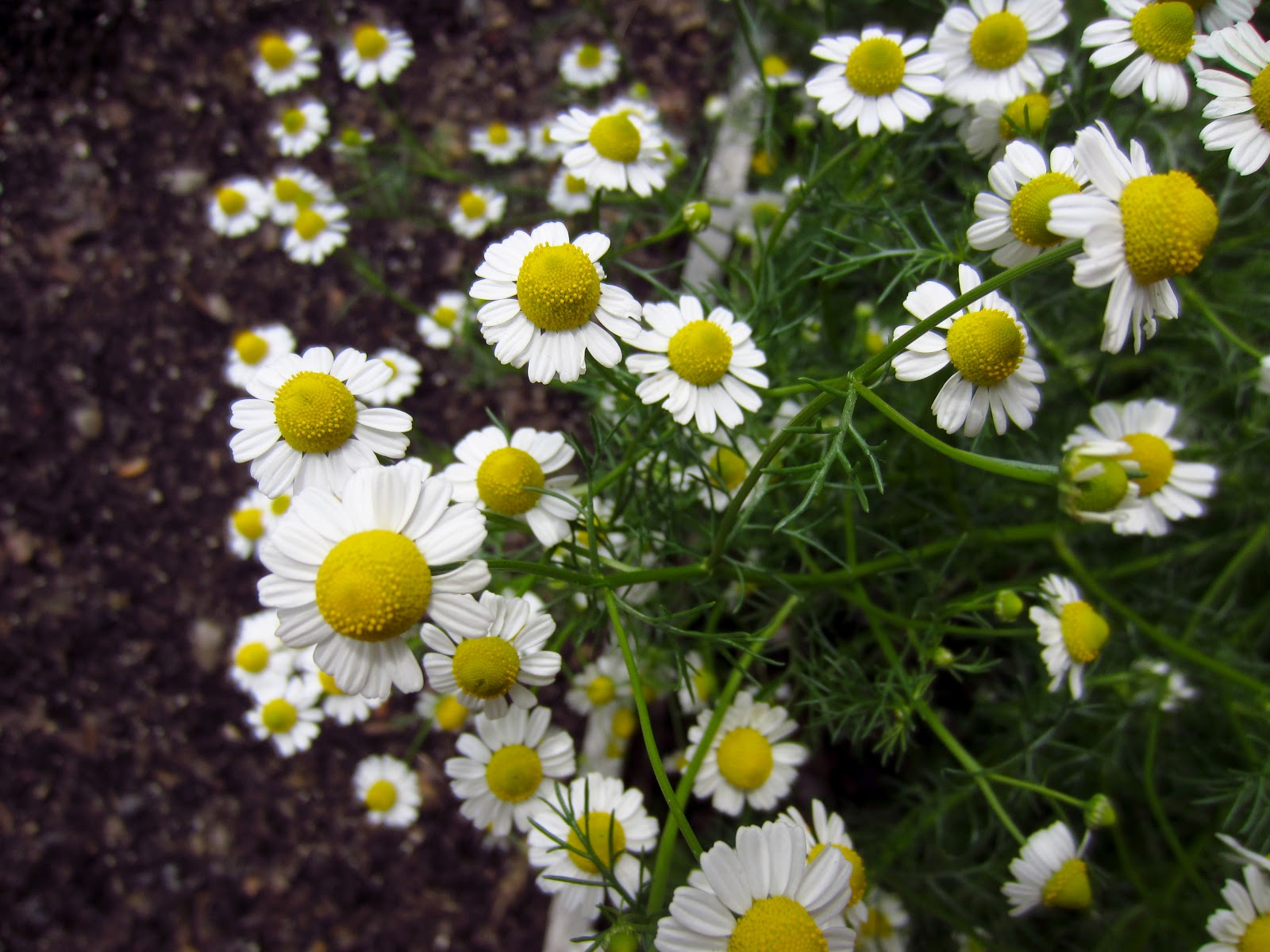 Kalanag Chamomile Blooms