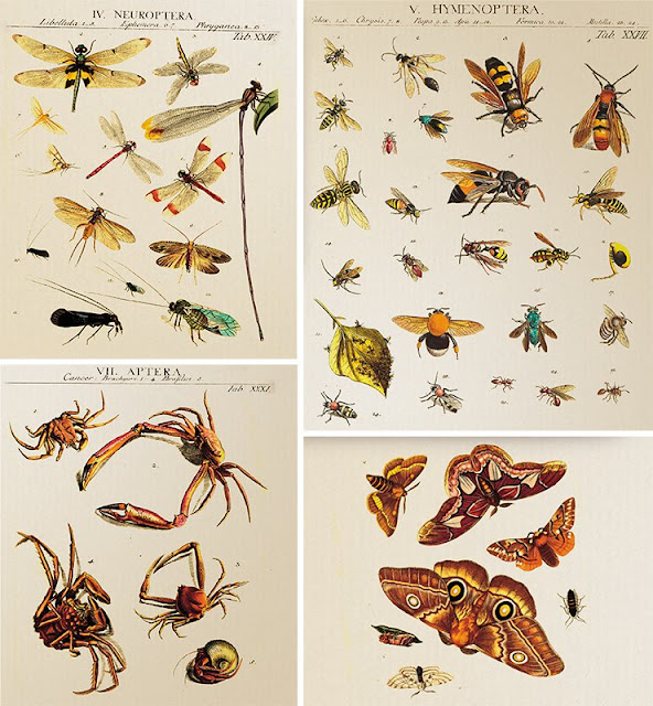 Великий систематик Карл Линней навел порядок в мире живых существ, введя строгую научную класификацию, которой пользуются и доныне. Из кн.: К. Линней, «Genera Insectorum», 1789. 