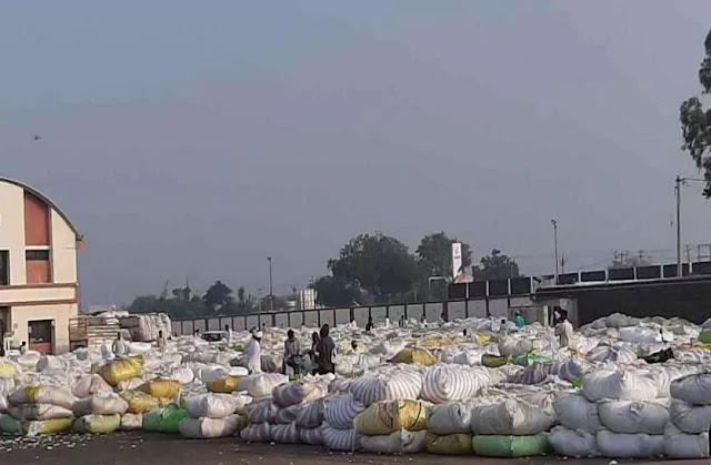 CCI procures 85 lakh bales agriculture in India cotton apmc market support price procurement is expected 110 lakh bales Cotton Corporation of India procure
