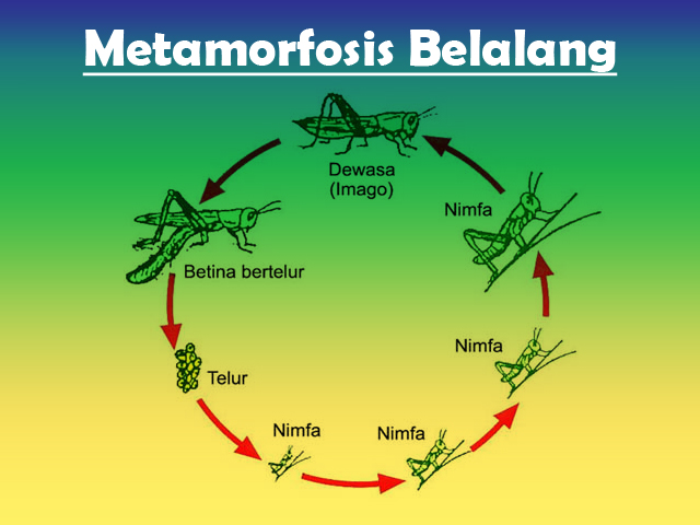 Que significa la metamorfosis