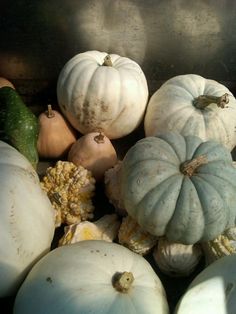 the pink clutch: Blue Pumpkins #yesplease