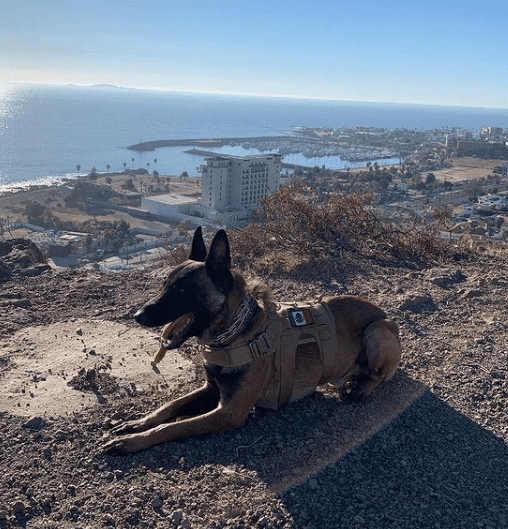 Pastor belga perro