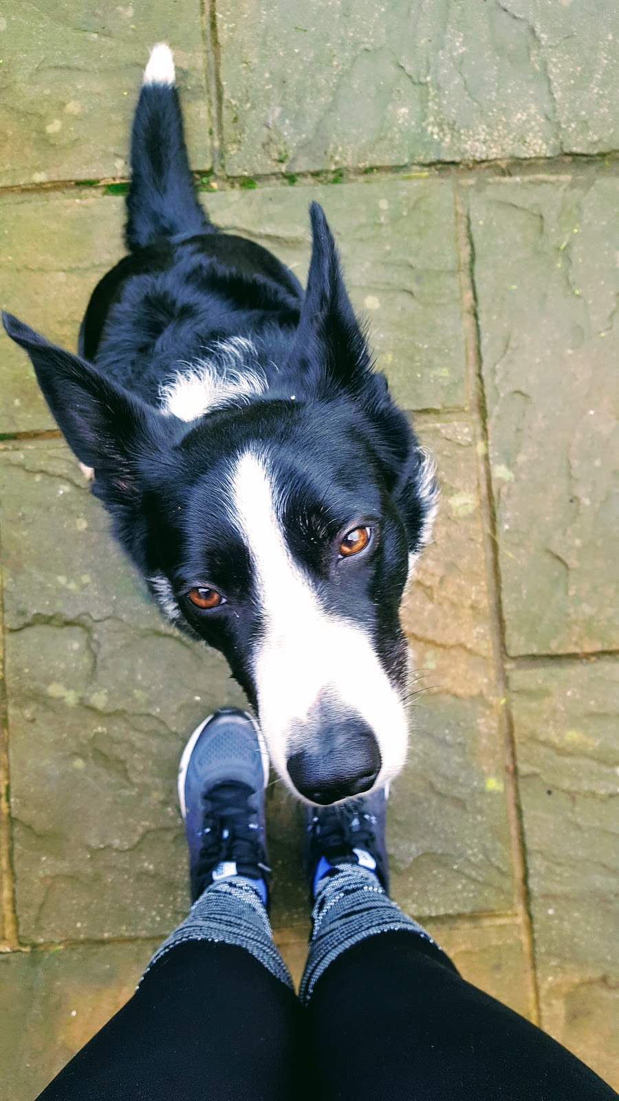 A Day In The Life Of Mollie The Collie: It's A Tough Life Being A Dog A Day In The Life Of Mollie The Collie