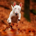 Τι είναι το Bull Terrier;